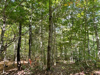 NY hunting land for sale