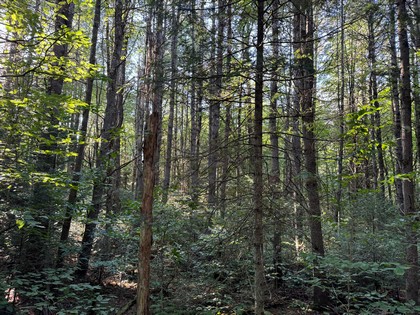 Adirondack land for sale