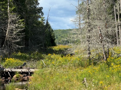 Adirondack land for sale