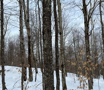 Hunting land for sale Lewis County NY