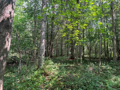 Southern Tier NY land for sale