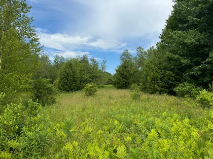 NY land for sale - Tug Hill