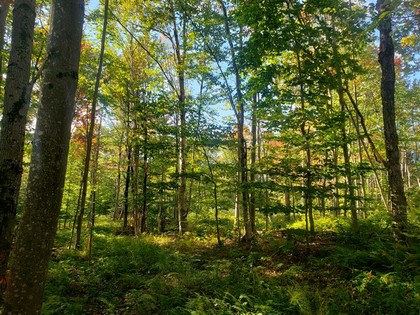 NY hunting land for sale