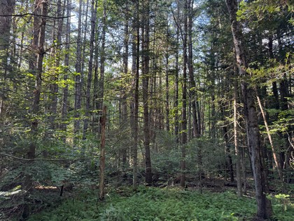 Adirondack land for sale