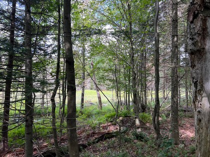 NY hunting land for sale, land and hunting camps, ny properties, christmas associates