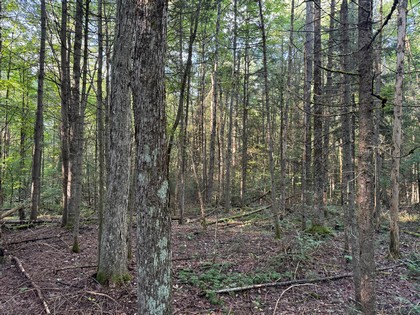 Adirondack land for sale