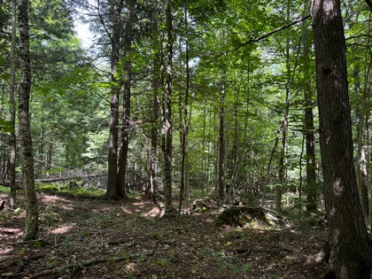 Adirondack land for sale