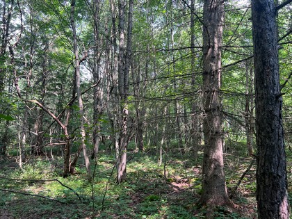 Southern Tier NY land for sale