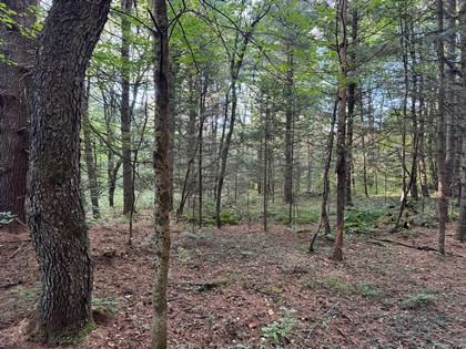 Adirondack land for sale