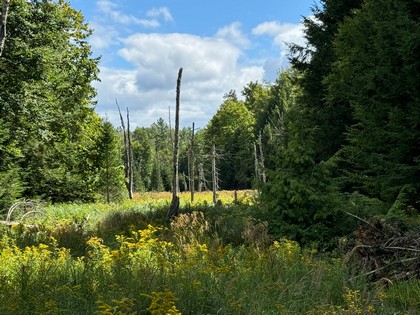 Adirondack land for sale