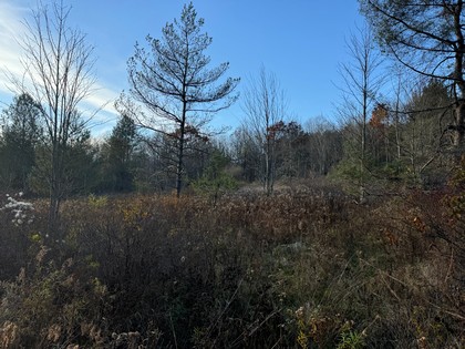 Southern Tier NY land for sale