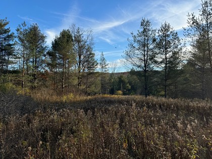 Southern Tier NY land for sale