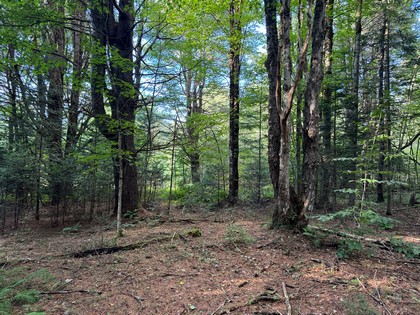 Adirondack land for sale