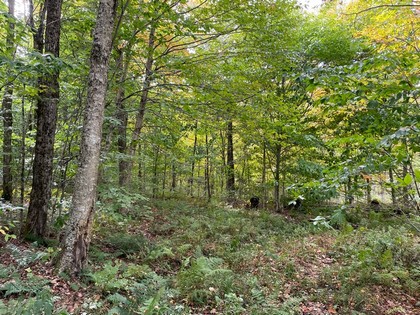 NY hunting land for sale