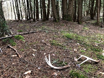 Hunting Land for Sale NY Hunting Pictures deer Pictures Man hunting From Land And Camps deer antler shed