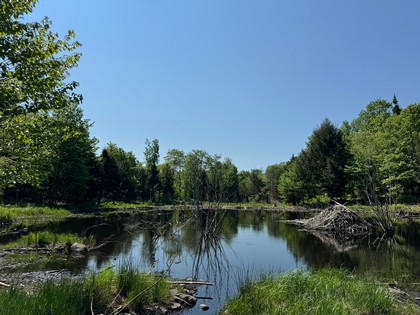 Tug Hill land for sale NY