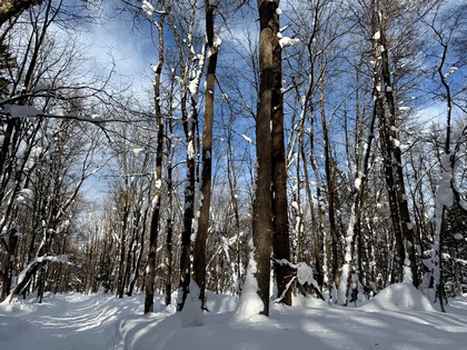 NY land for sale Tug Hill