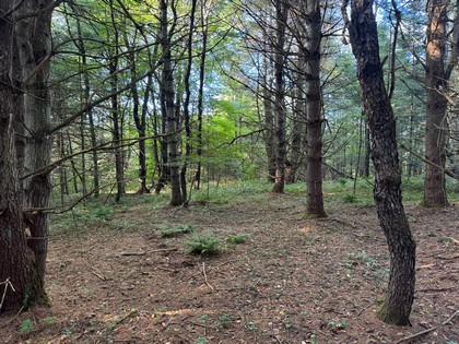 Adirondack land for sale