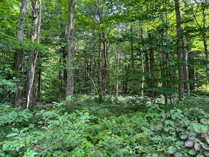 NY hunting land for sale, land and hunting camps, ny properties, christmas associates