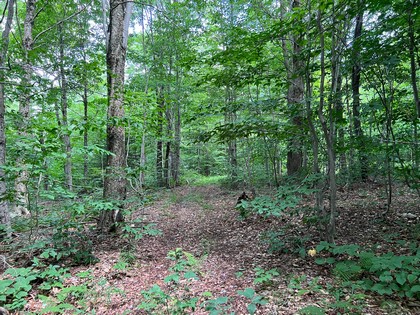 NY hunting land for sale, land and hunting camps, ny properties, christmas associates