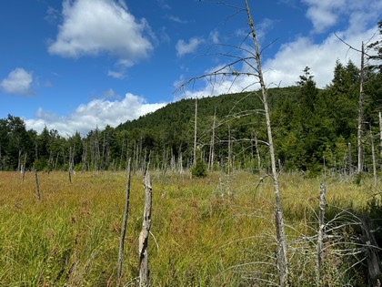 Adirondack land for sale