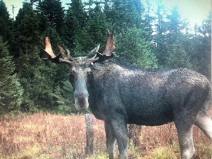 wildlife Pictures NY Land for sale Moose Trail Camera 