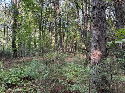 Adirondack land for sale